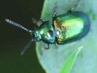 Grüner Sauerampferkäfer, Gastrophysa viridula