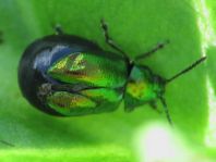 Grüner Sauerampferkäfer, Gastrophysa viridula