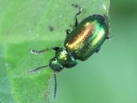 Grüner Sauerampferkäfer, Gastrophysa viridula