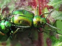 Grüner Sauerampferkäfer, Gastrophysa viridula