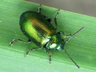 Grüner Sauerampferkäfer, Gastrophysa viridula
