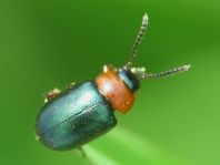 Gastrophysa polygoni