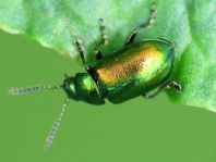 Grüner Sauerampferkäfer, Gastrophysa viridula