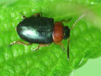 Gastrophysa polygoni