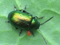 Grüner Sauerampferkäfer, Gastrophysa viridula