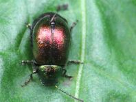 Grüner Sauerampferkäfer, Gastrophysa viridula