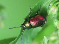 Grüner Sauerampferkäfer, Gastrophysa viridula