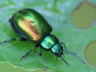 Grüner Sauerampferkäfer, Gastrophysa viridula