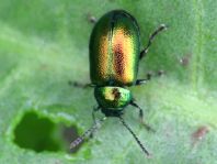 Grüner Sauerampferkäfer, Gastrophysa viridula