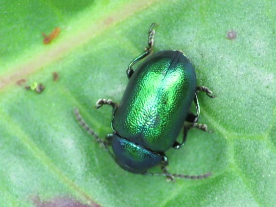 Gastrophysa viridula, Grüner Sauerampferkäfer