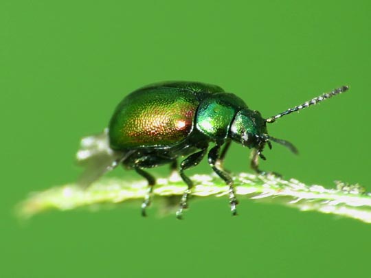 Gastrophysa viridula, Grüner Sauerampferkäfer