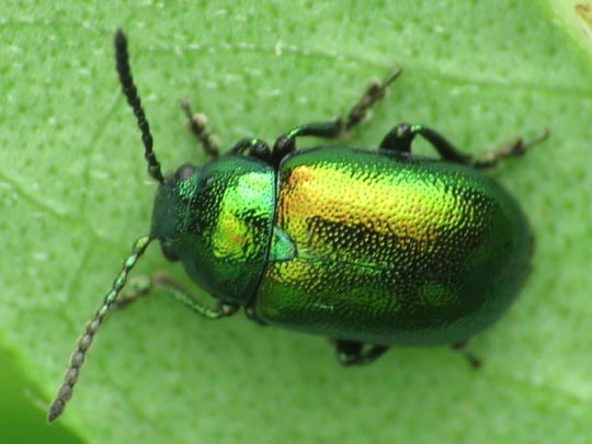 Gastrophysa viridula, Grüner Sauerampferkäfer