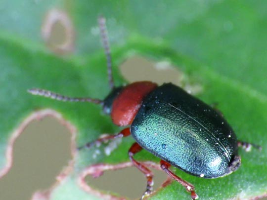 Gastrophysa polygoni, Knöterichblattkäfer