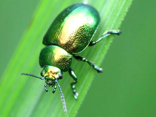 Gastrophysa viridula, Grüner Sauerampferkäfer