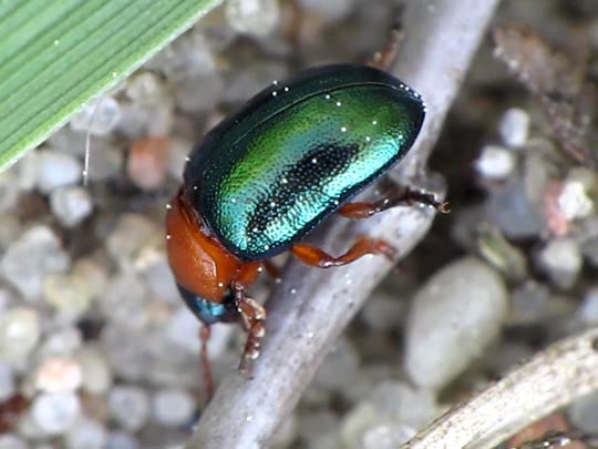 Gastrophysa polygoni, Knöterichblattkäfer
