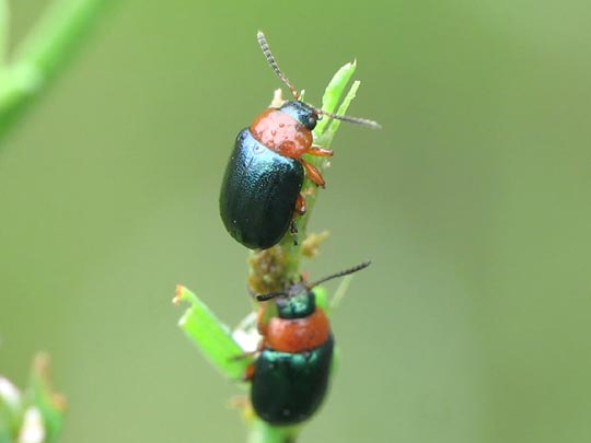 Gastrophysa polygoni, Knöterichblattkäfer