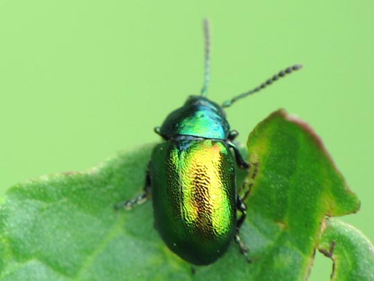 Gastrophysa viridula, Grüner Sauerampferkäfer