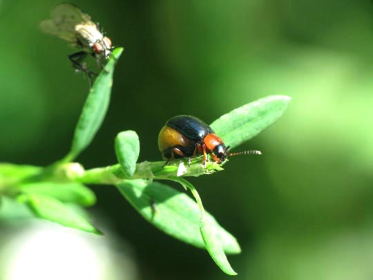 Gastrophysa polygoni, Knöterichblattkäfer