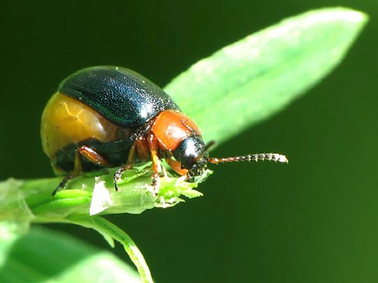 Gastrophysa polygoni, Knöterichblattkäfer