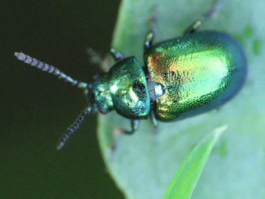 Gastrophysa viridula, Grüner Sauerampferkäfer