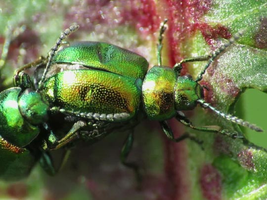 Gastrophysa viridula, Grüner Sauerampferkäfer