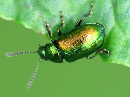 Gastrophysa viridula, Grüner Sauerampferkäfer