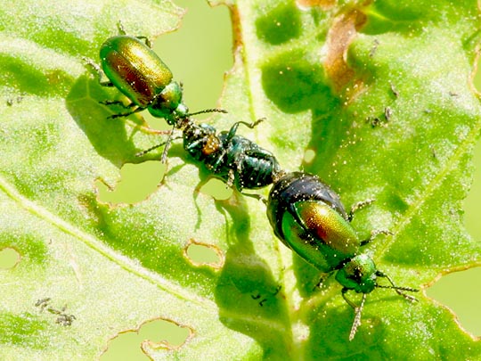 Grüner Sauerampferkäfer, Gastrophysa viridula