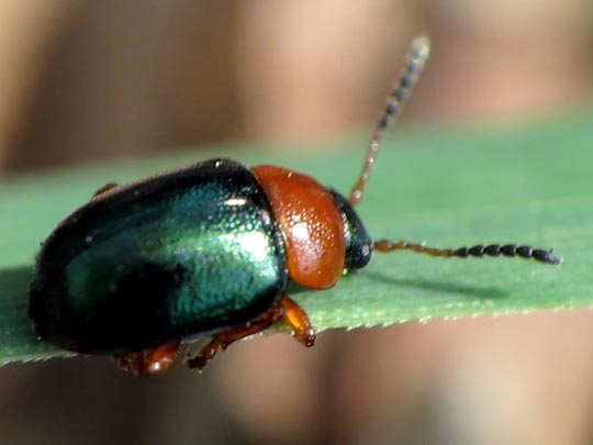 Gastrophysa polygoni, Knöterichblattkäfer