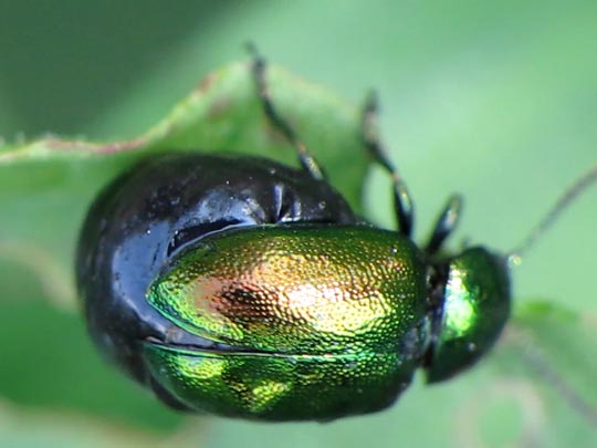 Gastrophysa viridula, Grüner Sauerampferkäfer