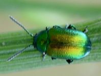 Gastrophysa sp.