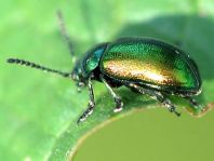 Grüner Sauerampferkäfer, Gastrophysa viridula