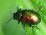 Grüner Sauerampferkäfer, Gastrophysa viridula