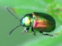 Grüner Sauerampferkäfer, Gastrophysa viridula