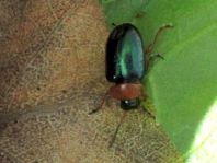 Gastrophysa polygoni