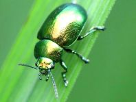 Grüner Sauerampferkäfer, Gastrophysa viridula