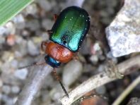 Gastrophysa polygoni