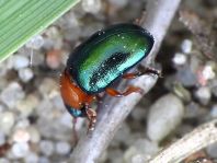 Gastrophysa polygoni