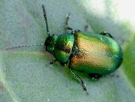 Grüner Sauerampferkäfer, Gastrophysa viridula