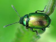 Grüner Sauerampferkäfer, Gastrophysa viridula
