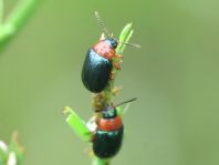 Gastrophysa polygoni