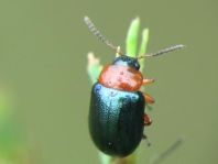 Gastrophysa polygoni