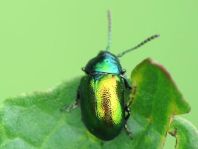 Grüner Sauerampferkäfer, Gastrophysa viridula