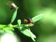Gastrophysa polygoni