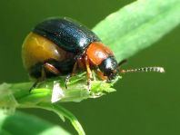 Gastrophysa polygoni
