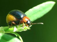 Gastrophysa polygoni