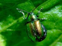 Grüner Sauerampferkäfer, Gastrophysa viridula