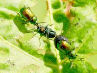 Grüner Sauerampferkäfer, Gastrophysa viridula