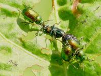 Grüner Sauerampferkäfer, Gastrophysa viridula