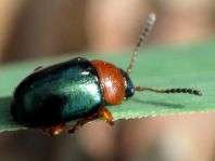 Gastrophysa polygoni