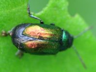 Grüner Sauerampferkäfer, Gastrophysa viridula